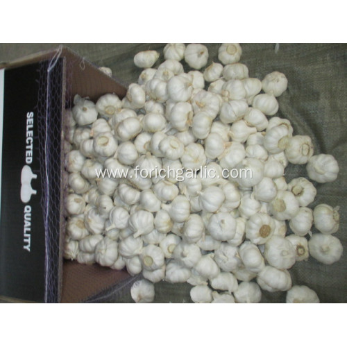 Size 5.5cm Pure White Garlic